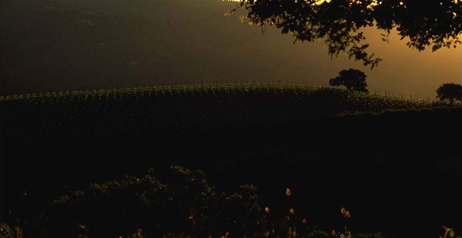 Mt Eden Chardonnay Vineyard